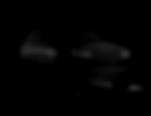 Land Rover Range Rover 3.0D MHEV D300 SE AWD AT